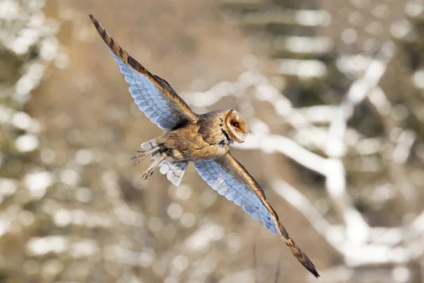 Schleiereule Flug Über Eine Verschneite Landschaft — Stockfoto