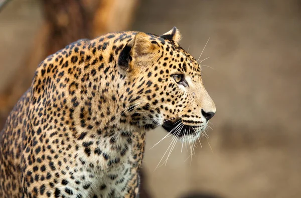 Sentado Leopardo Salvaje Mirando Hacia Adelante — Foto de Stock