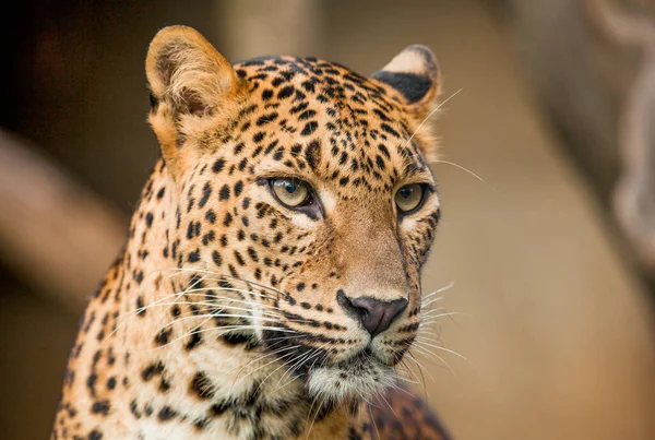 Sentado Leopardo Salvaje Mirando Hacia Adelante — Foto de Stock