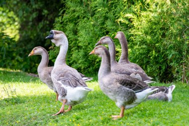 Kaz sürüsü göletin kıyısında