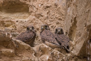 vahşi peregrine falcon hatunlar demet