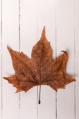 Güzel bir sonbahar yaprak kapat