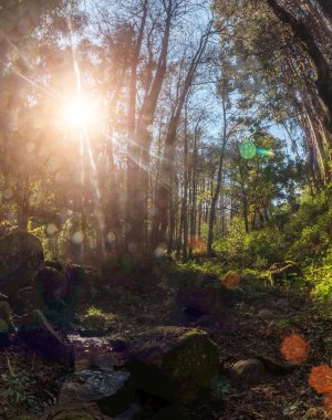 Monchique ın dağlık bölgesinde ormanda