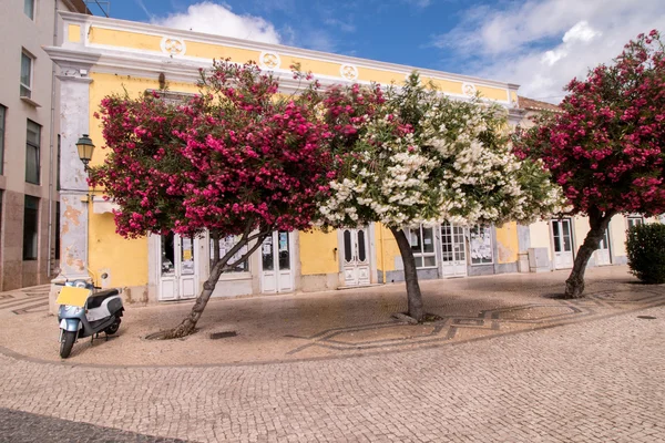 Belas árvores de oleandro Nerium — Fotografia de Stock