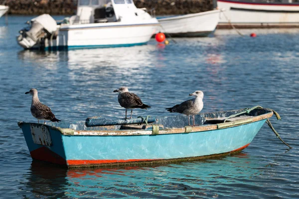 Anchored boat with seagulls. — Stock Photo, Image