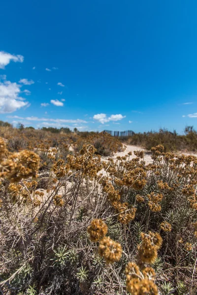 Zandduinen van de moerassen van Ria Formosa — Stockfoto