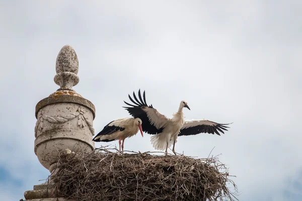 Two young white storks — Stock Photo, Image