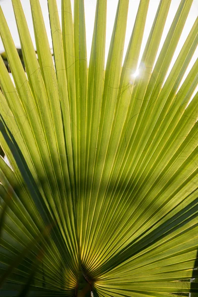 Latania palmiye yaprağı — Stok fotoğraf