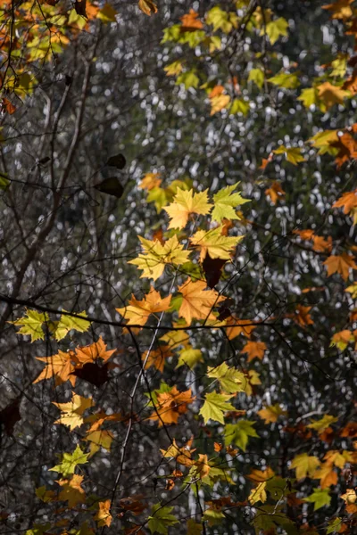 Beautiful autumn forest in Monchique region — Stock Photo, Image