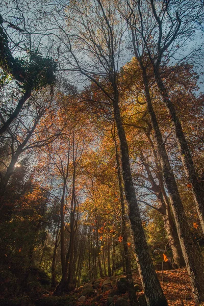 Bela floresta de outono na região de Monchique — Fotografia de Stock