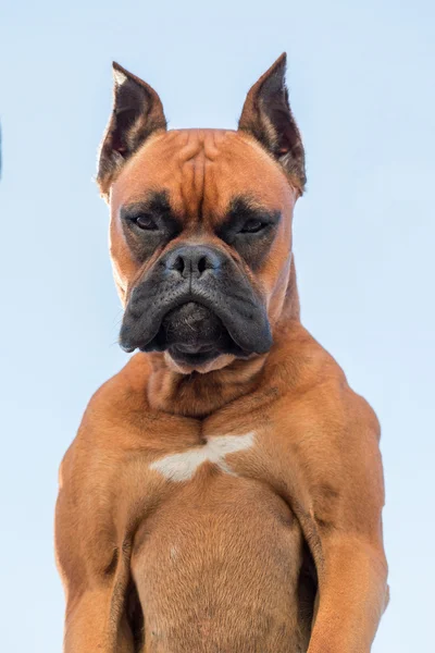 Bir güzel boxer köpek doğurmak portresi — Stok fotoğraf