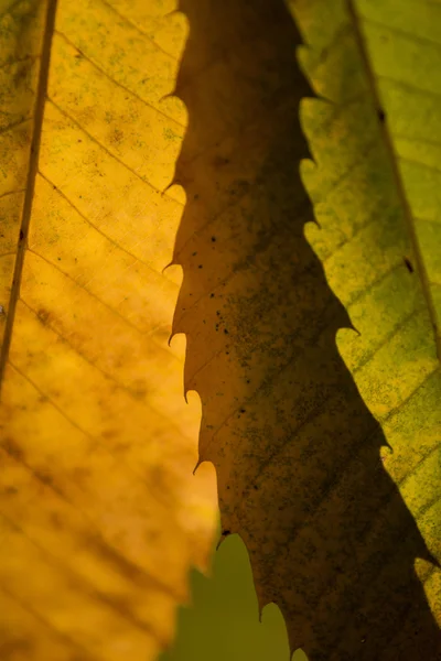 Прекрасний вид на листя каштана — стокове фото