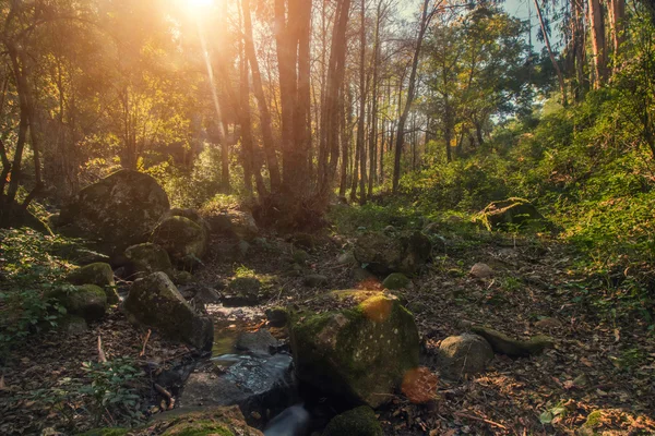 Beautiful forest in mountain region of Monchique — Stock Photo, Image