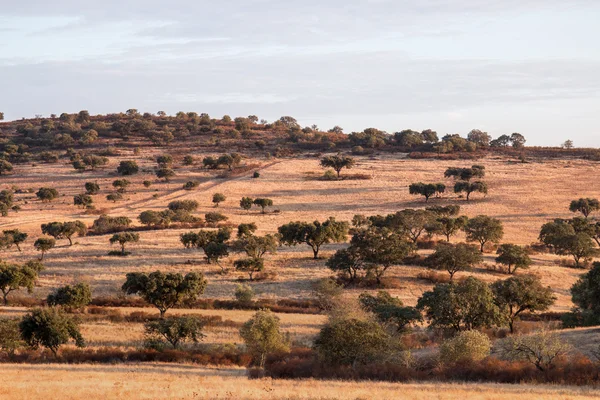 Suchy krajobraz regionu Alentejo. — Zdjęcie stockowe