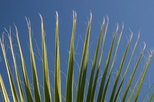 Latania foglia di palma — Foto Stock