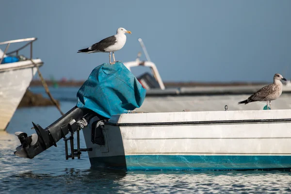 Barco ancorado com gaivotas . — Fotografia de Stock