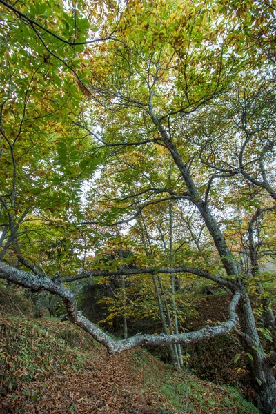 Krásné podzimní kaštanový Les v Portugalsku — Stock fotografie