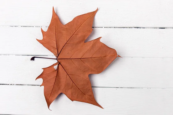 Beautiful close up of an autumn leaf — Stock Photo, Image