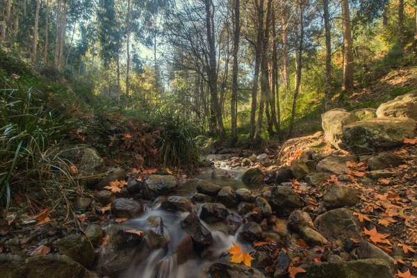 Monchique ın dağlık bölgesinde ormanda — Stok fotoğraf