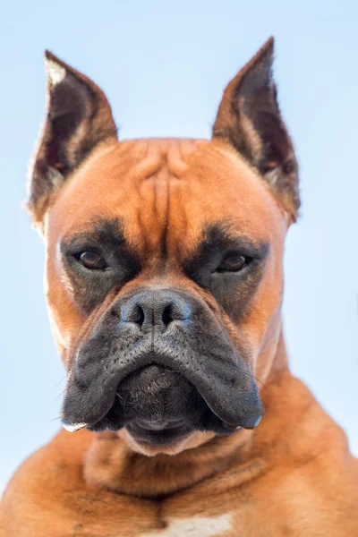 Bir güzel boxer köpek doğurmak portresi — Stok fotoğraf