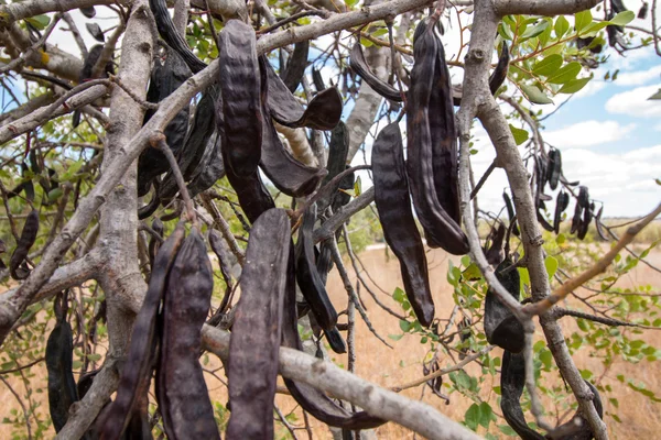 Bunch of carob fruits hanging from the tree — Stock Photo, Image