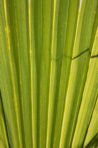 Latania Feuille de palmier — Photo