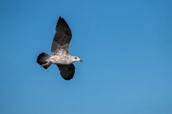 海鸥鸟在飞行 — 图库照片