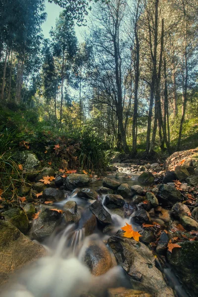 Belle région de montagne fluviale de Monchique — Photo