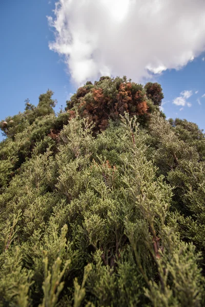 Vysoký strom Středomoří — Stock fotografie