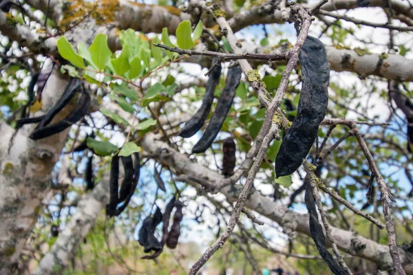 Racimo de frutos de algarrobo que cuelgan del árbol — Foto de Stock