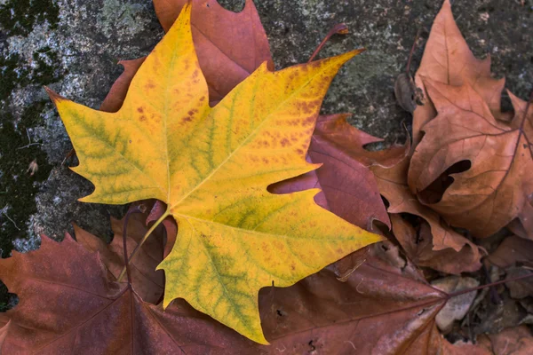 Красива крупним планом осіннє листя — стокове фото