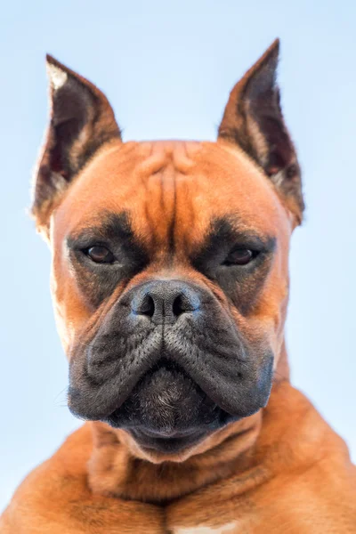 Retrato de uma bela raça de cão boxeador — Fotografia de Stock