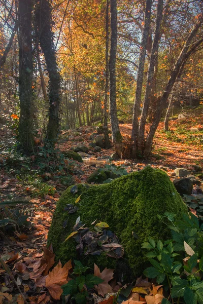 Krásná řeka horská oblast Monchique — Stock fotografie