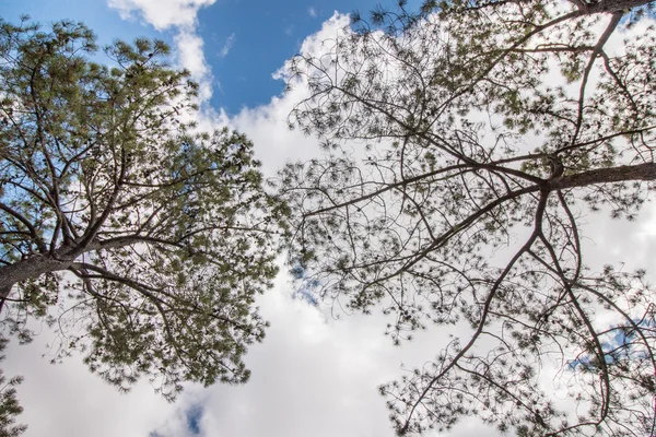 Widok drzewa pinus pinaster z oddziałów nad niebieski niebo wi — Zdjęcie stockowe
