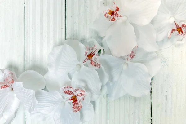 Fake white orchid flowers isolated on a white background. — Stock Photo, Image