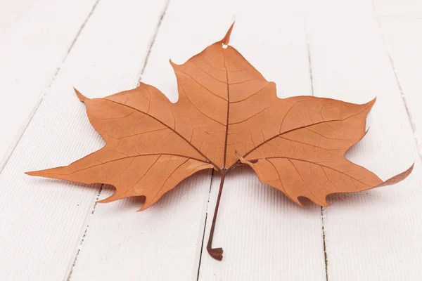 Beautiful close up of an autumn leaf — Stock Photo, Image