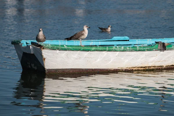 Barco anclado con gaviotas . — Foto de Stock