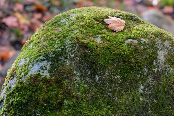 Musgo verde em uma rocha florestal — Fotografia de Stock