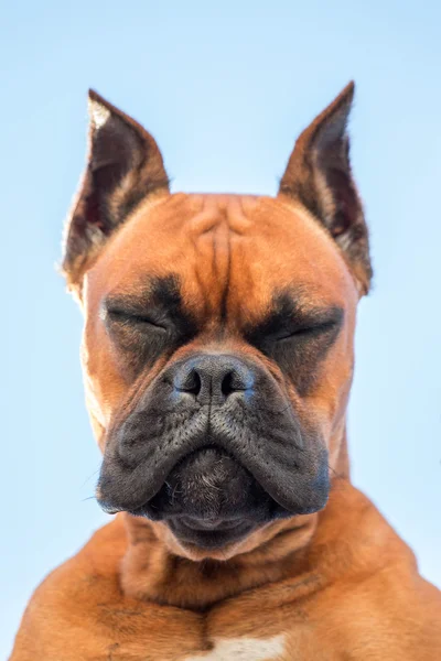 Retrato de uma bela raça de cão boxeador — Fotografia de Stock