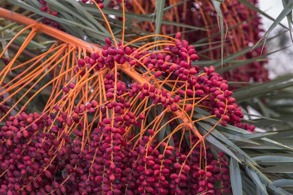 Datum palm tree frukt — Stockfoto
