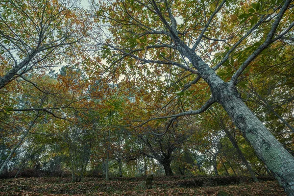 Linda floresta castanha outono em Portugal — Fotografia de Stock