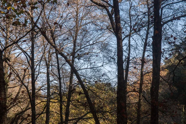 Mooie winter bos in Portugal — Stockfoto