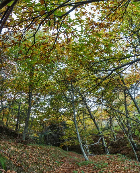 Linda floresta castanha outono em Portugal — Fotografia de Stock