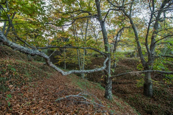 Krásné podzimní kaštanový Les v Portugalsku — Stock fotografie