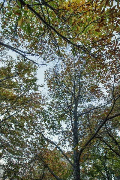 Linda floresta castanha outono em Portugal — Fotografia de Stock