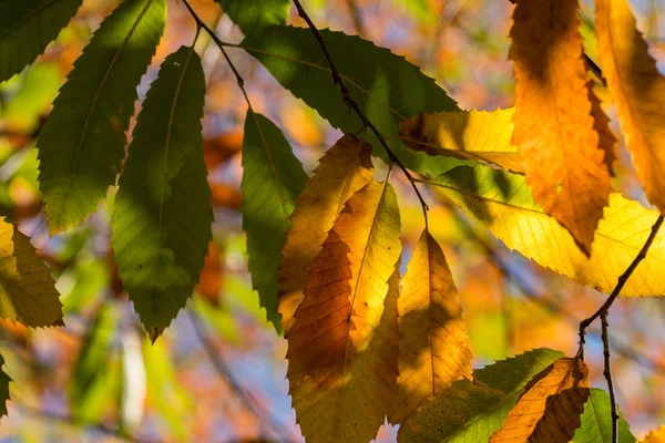 Beautiful view of chestnut tree leaves — Stock Photo, Image