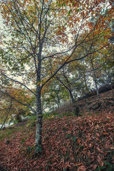 Mooie herfst Kastanjebos in Portugal — Stockfoto