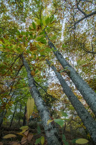Beautiful autumn chestnut forest in Portugal — Stock Photo, Image