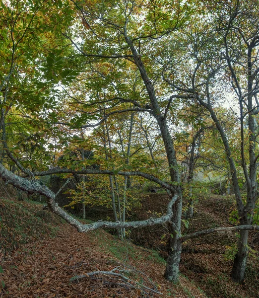 Linda floresta castanha outono em Portugal — Fotografia de Stock