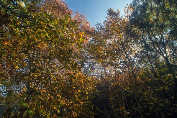 Beautiful autumn forest in Monchique region — Stock Photo, Image